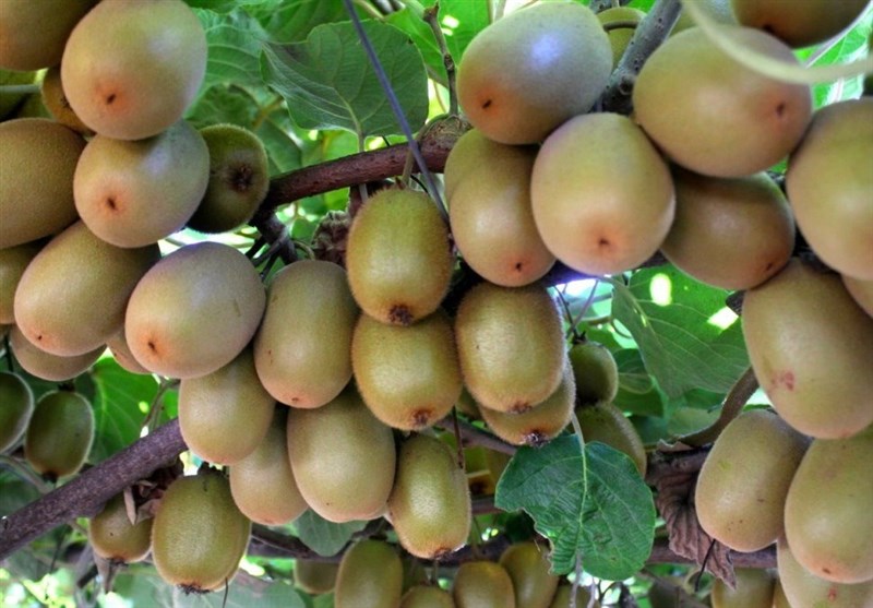 رشد 20 درصدی تجارت کشاورزی روسیه و ایران از ابتدای سال جاری میلادی