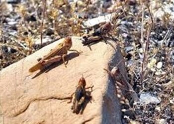 100 هزار هکتار از مزارع و باغات جنوب کشور در معرض حمله ملخ