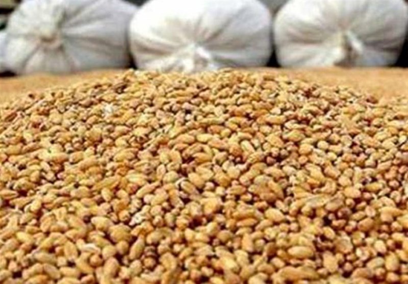 آغاز توزیع نهاده مرغداران گوشتی با قیمت مصوب/ مهلت ثبت نام تا 18 آذر