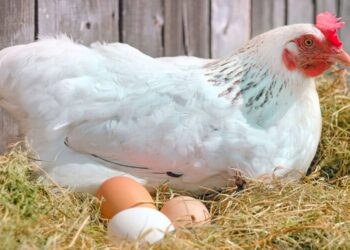 تخم‌مرغ در آستانه کم‌یابی؟ / مرغداران هشدار دادند