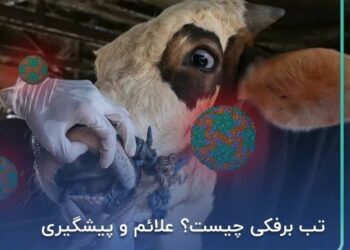خسارت تب برفکی دامدارانی که بیمه باشند پرداخت می‌شود