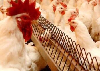 مرغداران نگران تأمین نهاده نباشند