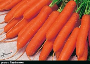 هسته‌ای در کشاورزی ــ 62| اثر فناوری هسته‌ای در بهبود کیفیت «هویج»