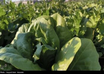 هسته‌ای در کشاورزی ــ 63| افزایش دوام سبزیجات با فناوری هسته‌ای