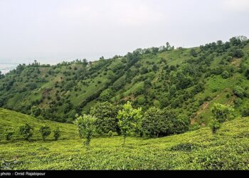 هیات مدیره جدید اتحادیه چای کشور انتخاب شدند
