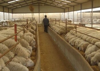 ۴.۸ میلیون تن کالای اساسی آماده ترخیص در بنادر کشور