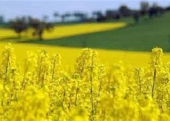 سد بزرگ ارز ترجیحی بر تولید داخل نهاده‌های دامی برداشته شد