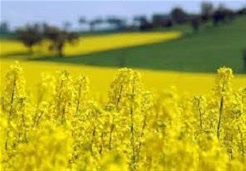 سد بزرگ ارز ترجیحی بر تولید داخل نهادههای دامی برداشته شد سد بزرگ ارز ترجیحی بر تولید داخل نهادههای دامی برداشته شد