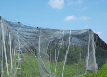 توری سایبان