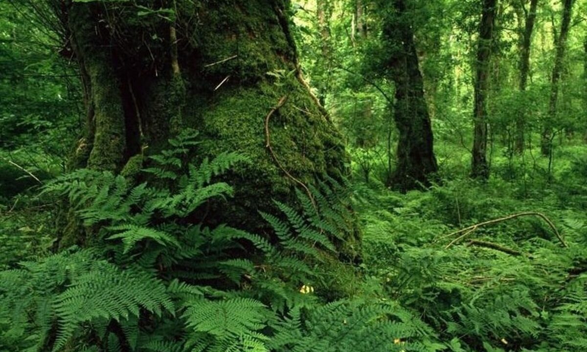 جنگل‌های کهن هیرکانی / چگونه این میراث طبیعی حفظ شده است؟