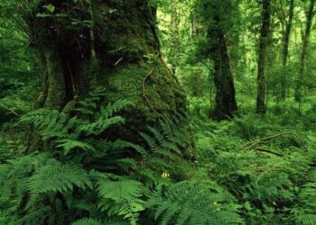 جنگل‌های کهن هیرکانی / چگونه این میراث طبیعی حفظ شده است؟