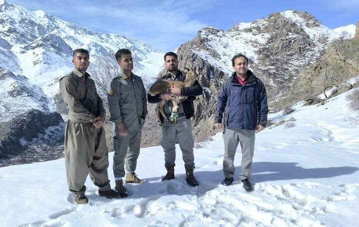 رهاسازی بزغاله وحشی نجاتیافته از برف توسط محیطبانان در اورامان رهاسازی بزغاله وحشی نجاتیافته از برف توسط محیطبانان در اورامان