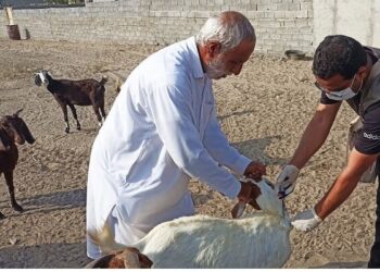 آغاز واکسیناسیون رایگان دام در سنندج