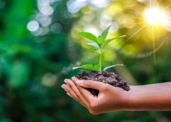 آغاز کاشت ۵۰ هزار نهال امید در آزادراه شیراز–اصفهان