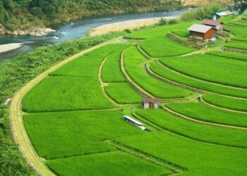 اجرای طرح مزارع الگویی در شالیزارهای ساری