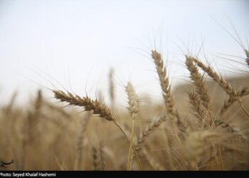 ارز واردات گندم دوباره 28500 تومان شد