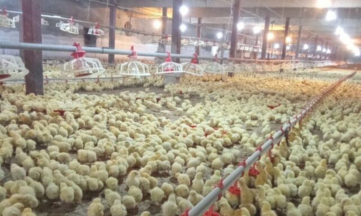 تغییر در فهرست معافیت‌ها/ ممنوعیت صادرات جوجه یک‌روزه اعلام شد