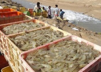 تولید میگو در کشور با رشد 37 درصدی به رکورد جدید رسید