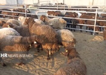 خروج دام مولد و پرواری از ایلام ممنوع شد