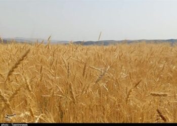 رکوردشکنی قیمت جهانی گندم درپی جنگ آمریکا علیه ایران