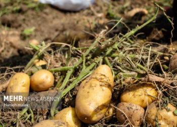 صادرات سیب زمینی مجاز شد