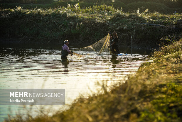 طی سرشماری سال گذشته شمار آبزیان خراسان شمالی۶۰۰۰ قطعه اعلام شد