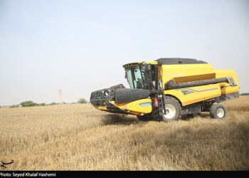 قیمت گندم 5نرخی شد