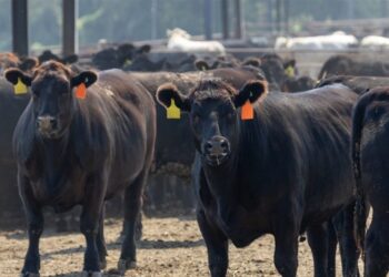 معاملات آتی دام در بازار جهانی به رکورد‌های بی سابقه‌ای رسید