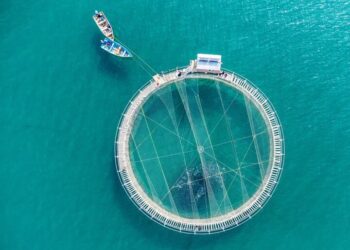 نسل ششم ماهی آزاد دریای خزر گامی بلند برای حفاظت از اکوسیستم است