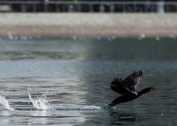 هجوم «پشه‌های یک‌روزه» به چیتگر/ ماجرا چیست؟