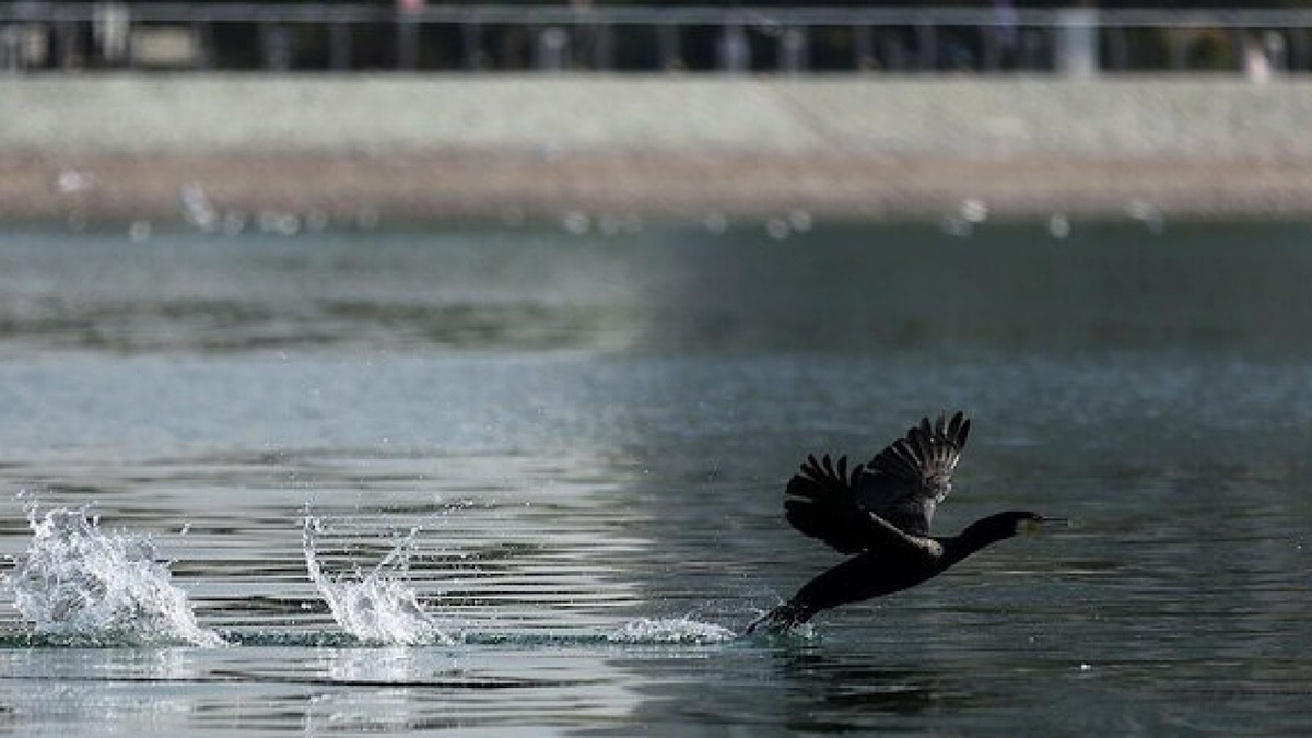 هجوم «پشه‌های یک‌روزه» به چیتگر/ ماجرا چیست؟