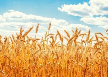 پیش‌بینی تولید ۵۰ هزار تن گندم در مراغه