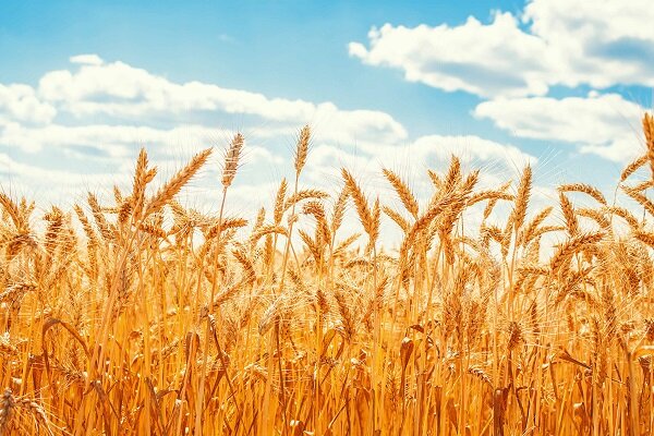 پیش‌بینی تولید ۵۰ هزار تن گندم در مراغه