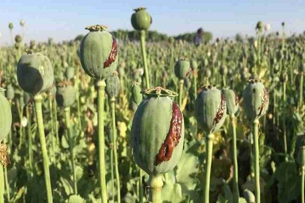 کشف ۴۳ کیلوگرم غوزه خشخاش و انهدام یک حلقه تولید تریاک در پیشوا