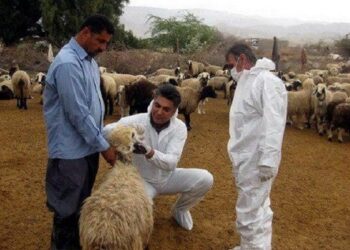 کیخا: ارائه خدمات رایگان دامپزشکی در مناطق محروم