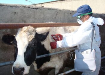 گلی: اجرای طرح جهادی دامپزشکی در روستای درمن؛واکسیناسیون ۳۹۰۰ رأس دام