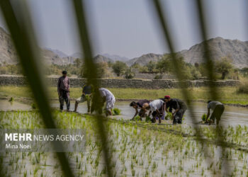 ۴۰ هزار مزرعه الگویی در کشور فعال می‌شود
