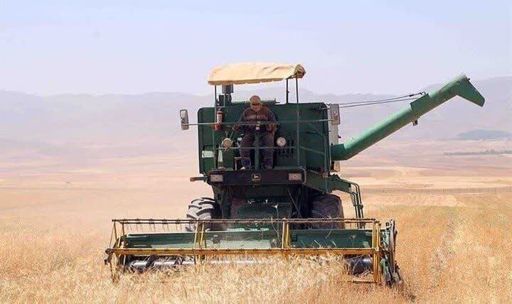 آغاز برداشت جو دیم از ۳۵۰ هکتار اراضی بندر خمیر