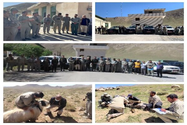 آغاز عملیات پایش بیماریهای مشترک دام اهلی و حیاتوحش آغاز عملیات پایش بیماریهای مشترک دام اهلی و حیاتوحش
