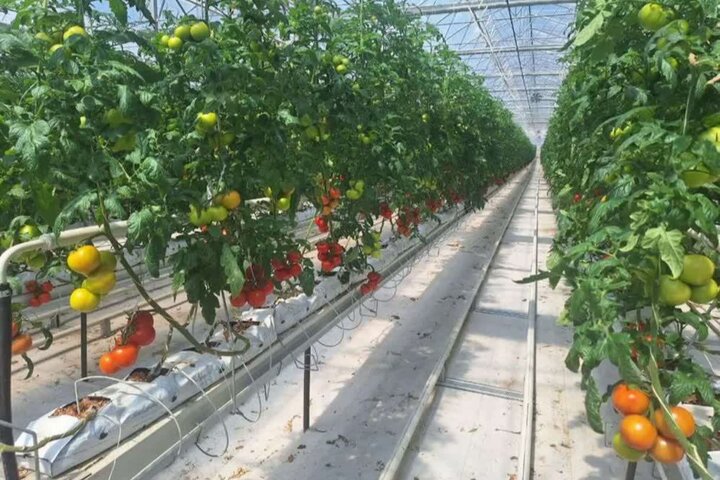 ایجاد ۲۰۰ فرصت شغلی در دلفان با تکمیل یک طرح گلخانه‌ای