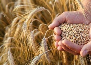 تبعات جنگ علیه ایران؛ فائو زنگ خطر را درباره کمبود گندم به صدا درآورد