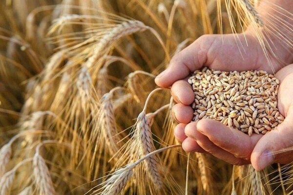 تبعات جنگ علیه ایران؛ فائو زنگ خطر را درباره کمبود گندم به صدا درآورد