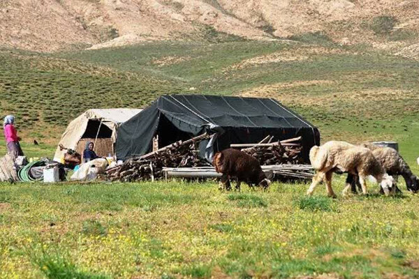 تولید سالانه ۲ هزار تن گوشت توسط عشایر استان قزوین