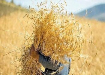 حکمرانی محلی و تاب‌آوری غذایی در شرایط جنگی