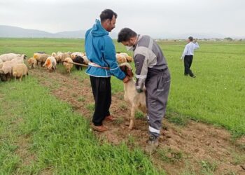 رئیس دامپزشکی کرمانشاه: اردوی جهادی دامپزشکی در ماهیدشت برگزار شد