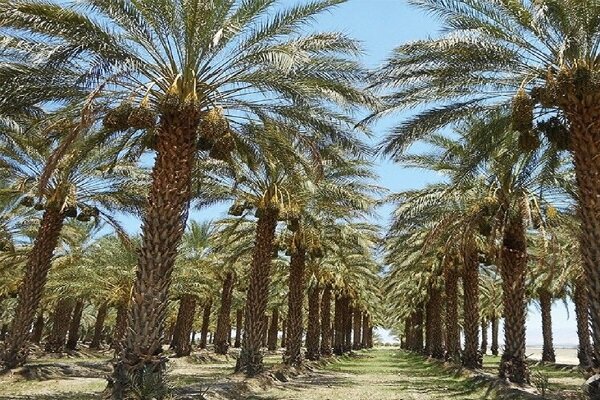 سراوان؛ نگین سبز سیستان و بلوچستان و قطب تولید خرما