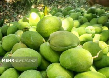 شروع برداشت انبه در سیستان و بلوچستان
