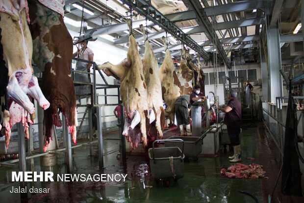 ضبط ۴۳۹ کیلو لاشه دام قربانی در مازندران ضبط ۴۳۹ کیلو لاشه دام قربانی در مازندران