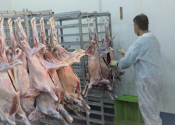 فعالیت ۳۷ اکیپ در بوشهر برای نظارت بهداشتی و شرعی در عید قربان