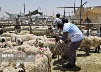 فعالیت ۸۴ گروه نظارت بهداشتی و شرعی دامپزشکی در سیستان و بلوچستان فعالیت ۸۴ گروه نظارت بهداشتی و شرعی دامپزشکی در سیستان و بلوچستان